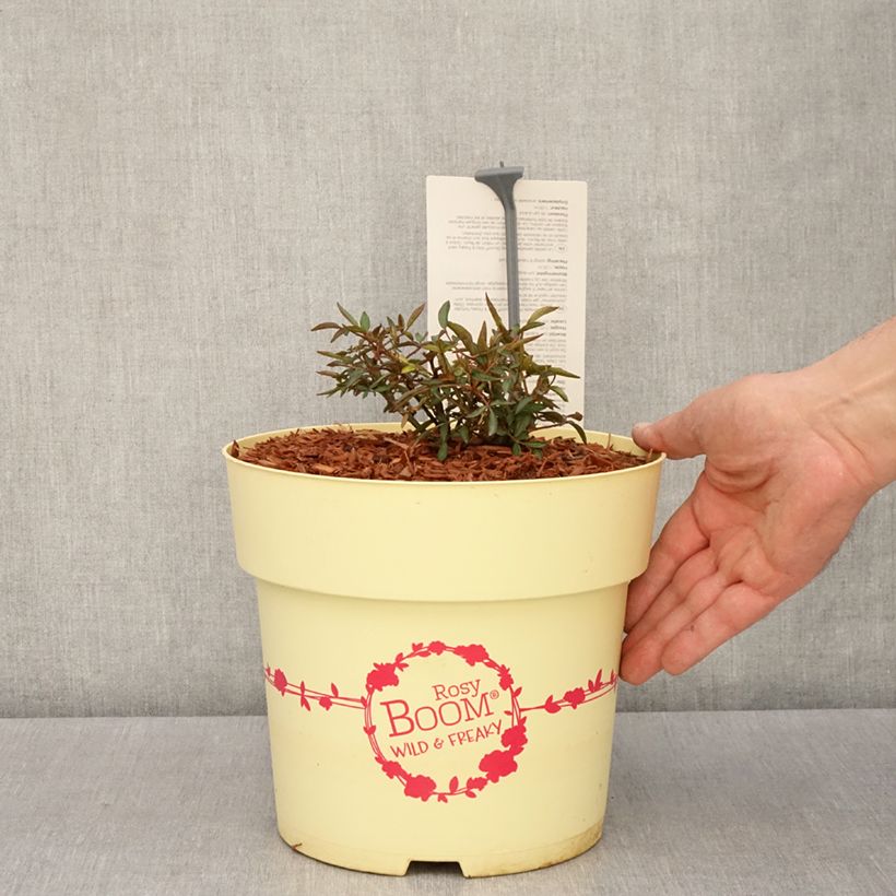 Exemplar von Rosa Rosy Boom Wild and Freaky - Polyantha-Rose Topf mit 6L/7L wie im Frühjahr geliefert