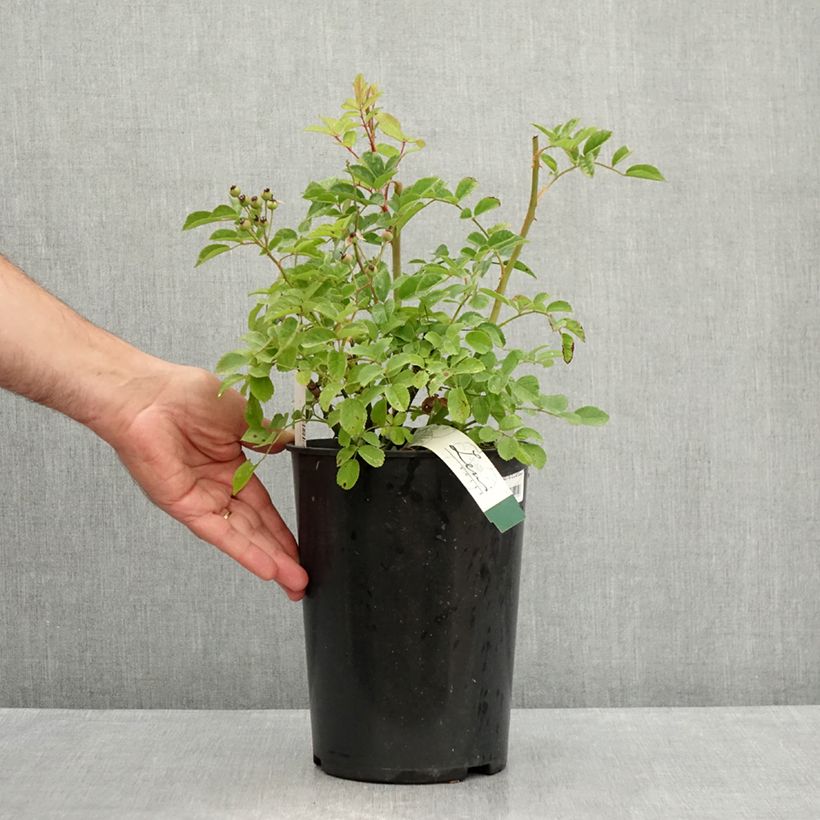 Exemplar von Rosa moschata Rosy Purple - Moschus-Rose Topf mit 4L/5L wie im Sommer geliefert
