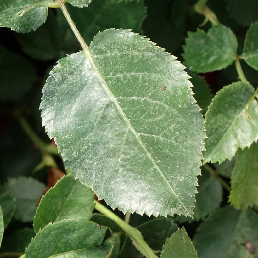 Rosa Scarlet Bonica - Beetrose (Laub)