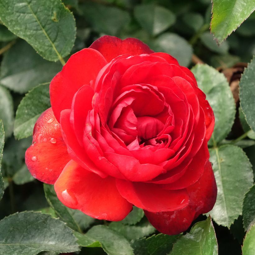 Rosa Scarlet Bonica - Beetrose (Blüte)