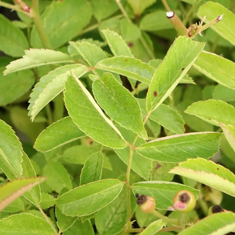 Rosa moschata Schubert - Moschus-Rose (Laub)
