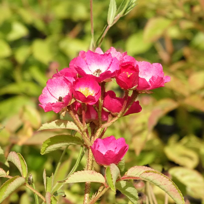 Rosa moschata Schubert - Moschus-Rose (Blüte)