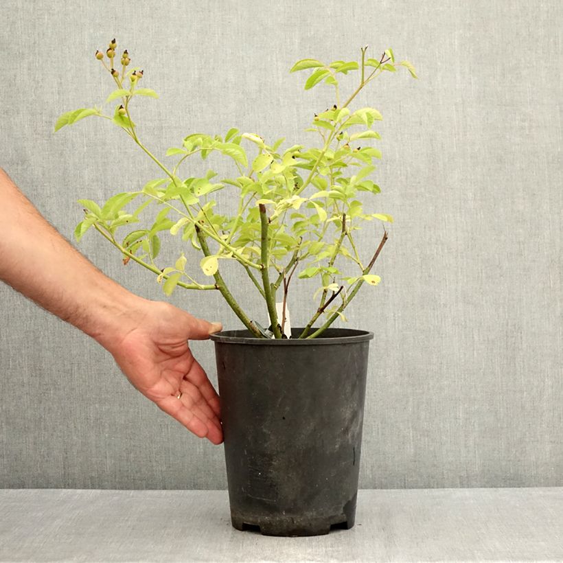 Exemplar von Rosa moschata Schubert - Moschus-Rose Topf mit 4L/5L wie im Sommer geliefert