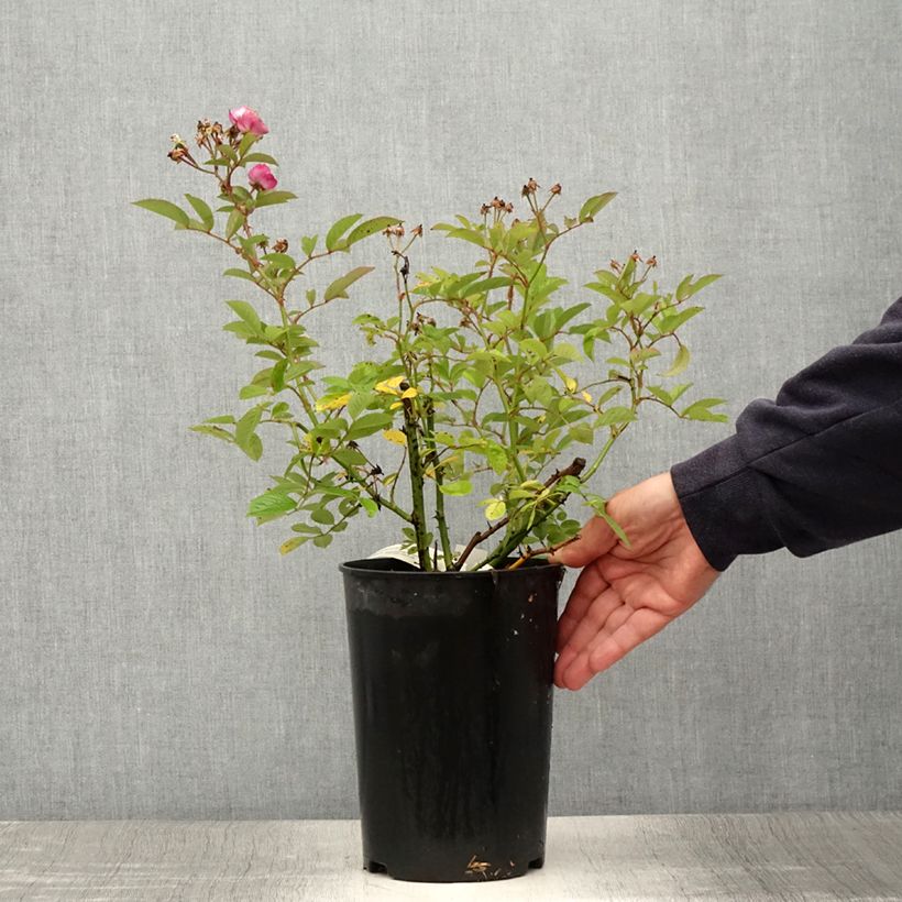 Exemplar von Rosa moschata Sibelius - Moschus-Rose Topf mit 4L/5L wie im Sommer geliefert