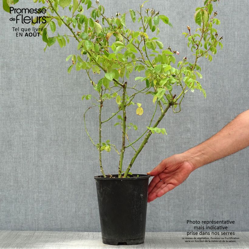 Exemplar von Rosa Smarty - Moderne Hybrid-Rose Topf mit 4L/5L wie im Sommer geliefert