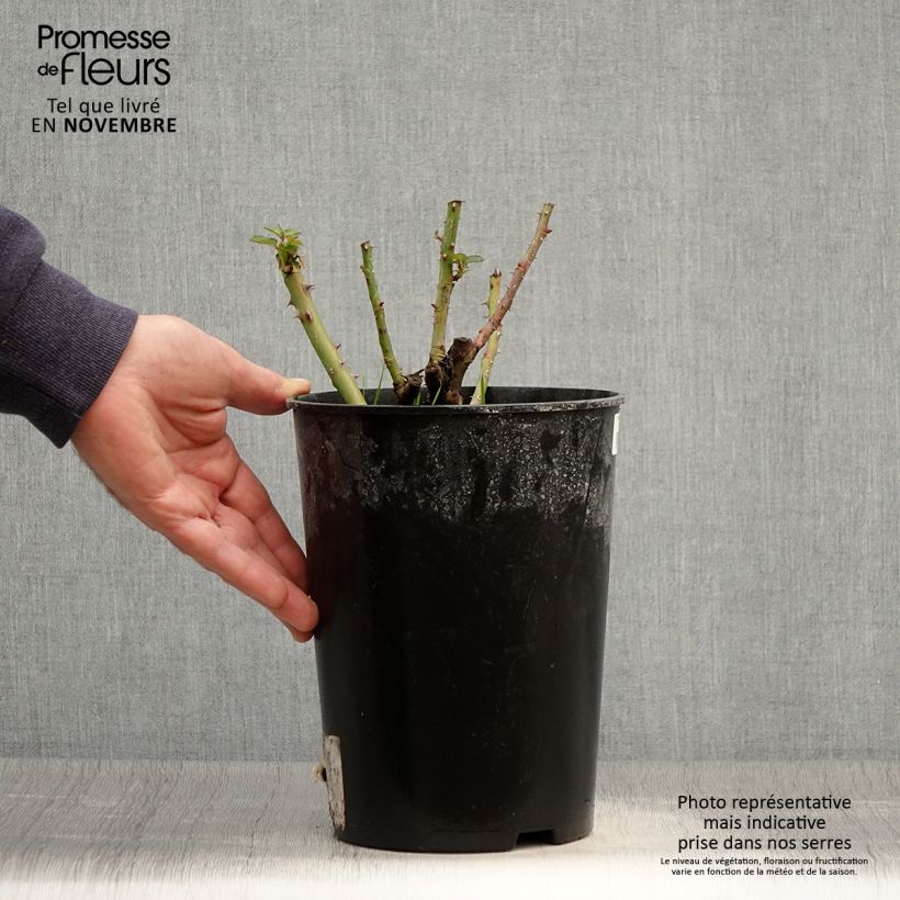 Exemplar von Rosa Soul - Polyantha-Rose Topf mit 4L/5L wie im Herbst geliefert