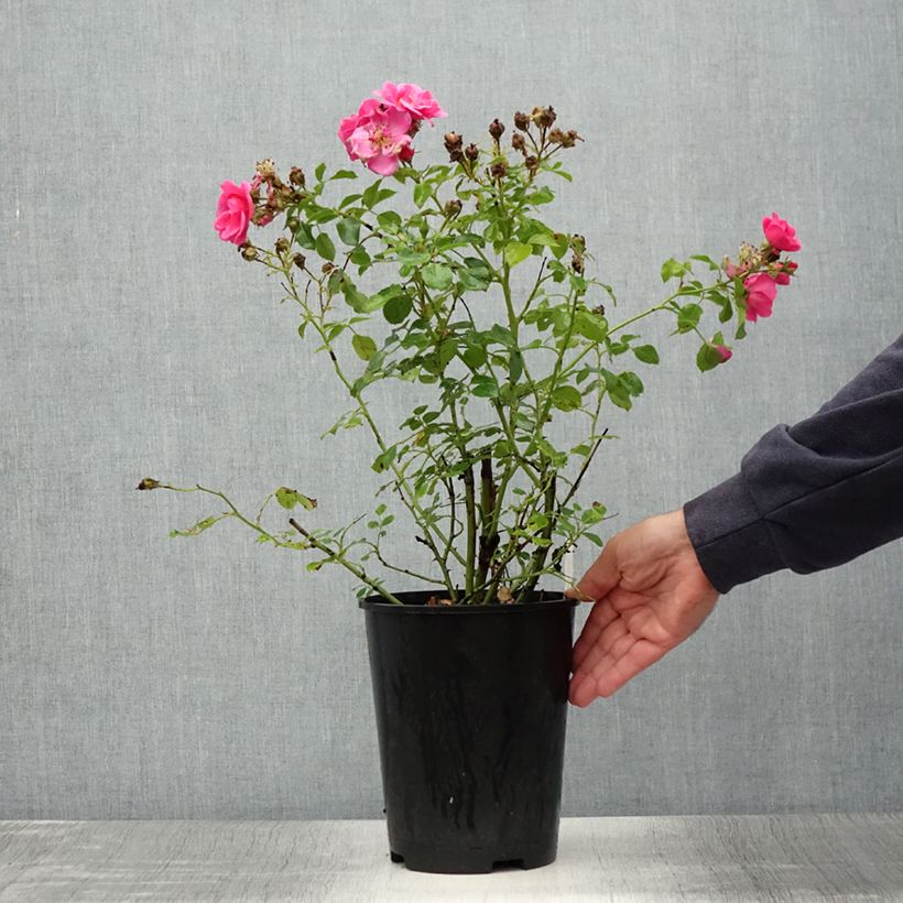Exemplar von Rosa polyantha Bees Paradise Pink - Polyantha-Rose Topf mit 3L/4L wie im Sommer geliefert