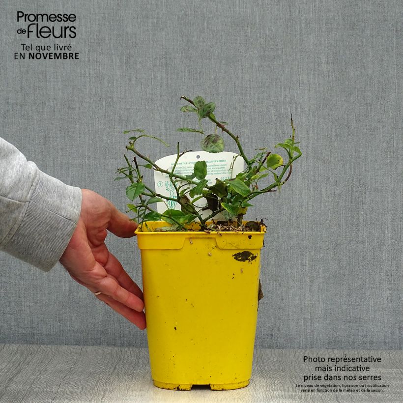 Exemplar von Rosa polyantha Bees Paradise Ivory - Polyantha-Rose Topf mit 3L/4L wie im Herbst geliefert