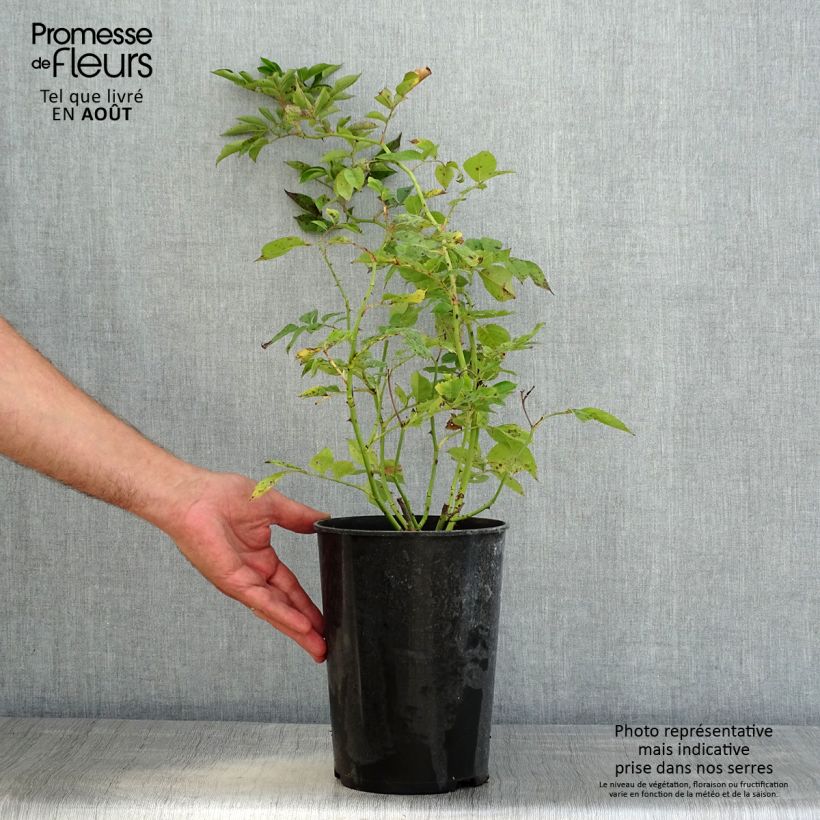 Exemplar von Rosa multiflora Bleu Magenta - Polyantha-Rose Topf mit 4L/5L wie im Sommer geliefert