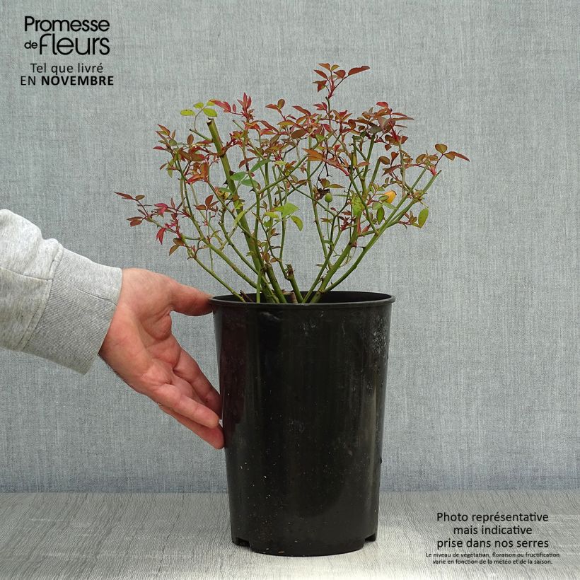 Exemplar von Rosa chinensis Mutabilis - Bodendecker-Rose Topf mit 2L/3L wie im Herbst geliefert