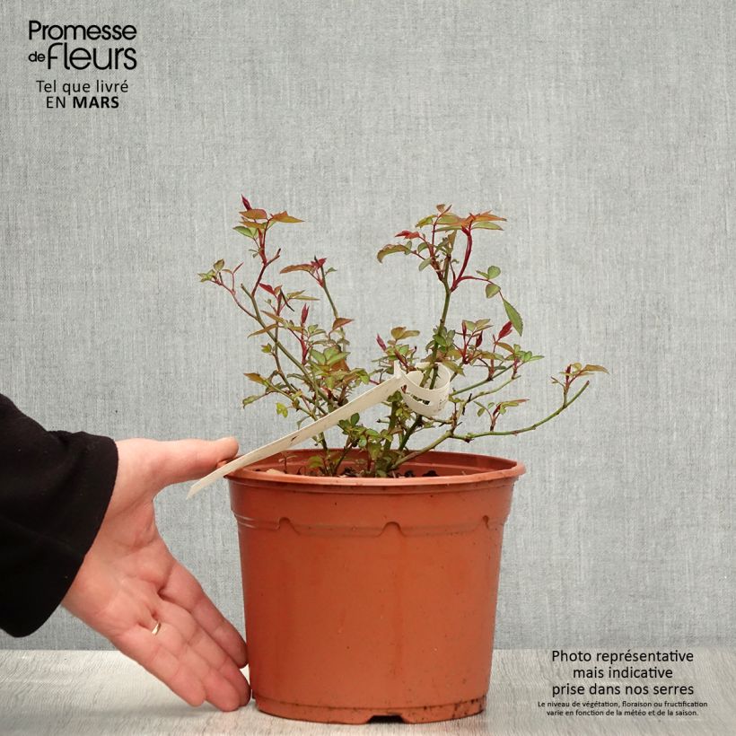 Exemplar von Rosa chinensis Mutabilis - Bodendecker-Rose Topf mit 2L/3L wie im Frühjahr geliefert