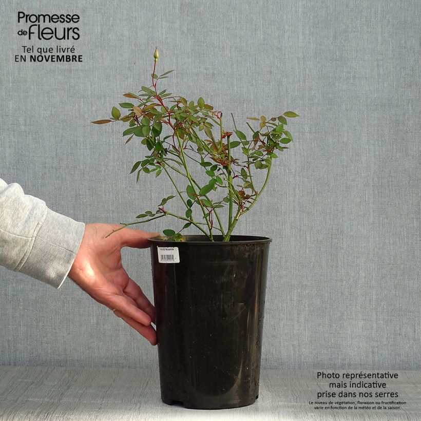 Exemplar von Rosa chinensis Mutabilis - Bodendecker-Rose Topf mit 4L/5L wie im Herbst geliefert