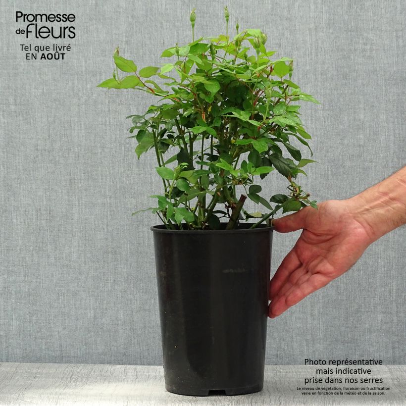 Exemplar von Rosa chinensis Viridiflora - Botanischer Rosenstrauch Topf mit 4L/5L wie im Sommer geliefert