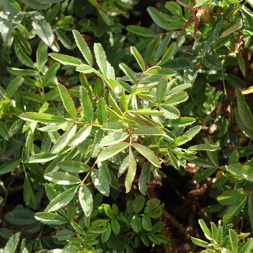 Rosa nitida - Glänz-Rose (Laub)