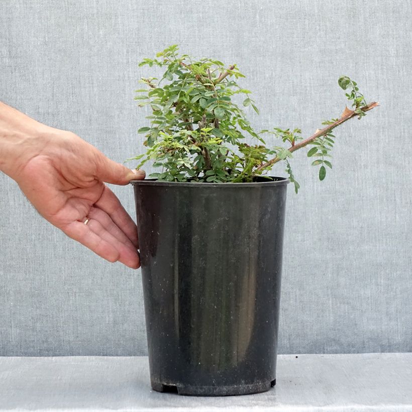 Exemplar von Rosa omeiensis Pteracantha - Omei-Rose Topf mit 4L/5L wie im Sommer geliefert