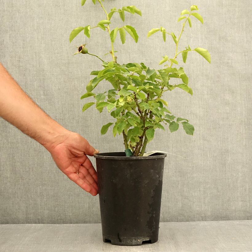Exemplar von Rosa Pascali - Edelrose Topf mit 4L/5L wie im Sommer geliefert