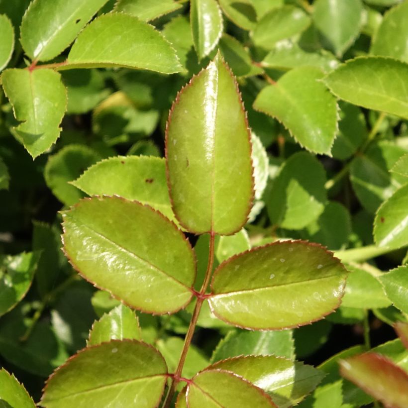 Rosa Aspirin Rose - Bodendecker-Rose (Laub)
