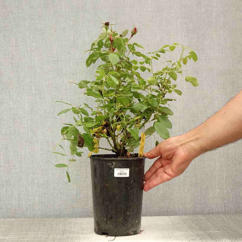 Exemplar von Rosa Black Forest Rose - Bodendecker-Rose Topf mit 2L/3L wie im Sommer geliefert