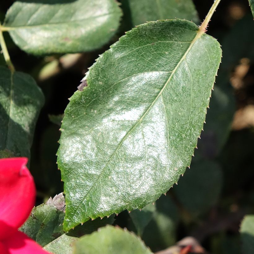Rosa Double Knock Out - Bodendecker-Rose (Laub)