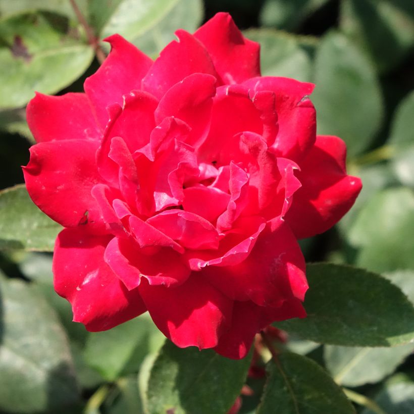 Rosa Double Knock Out - Bodendecker-Rose (Blüte)