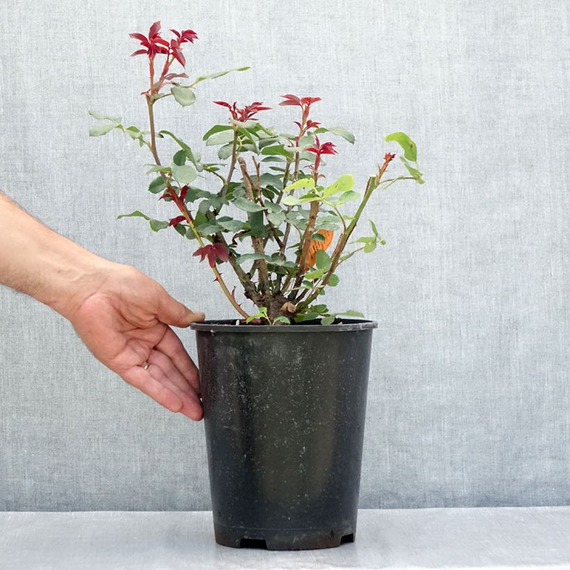 Exemplar von Rosier couvre-sol Double Knock Out Topf mit 4L/5L wie im Sommer geliefert