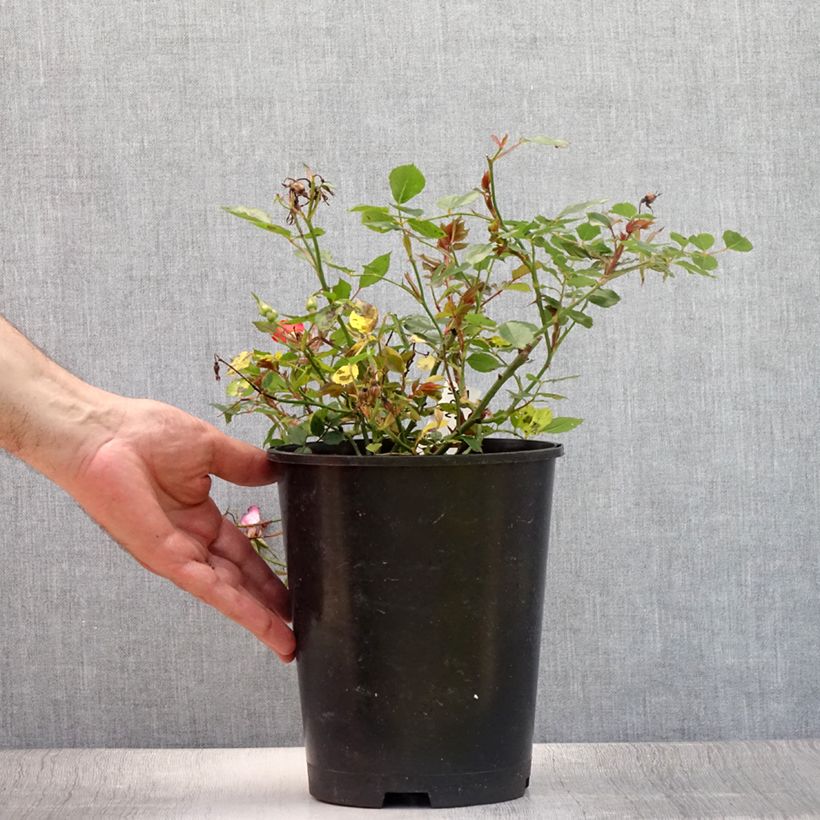 Exemplar von Rosa Happy Chappy - Bodendecker-Rose Topf mit 2L/3L wie im Sommer geliefert