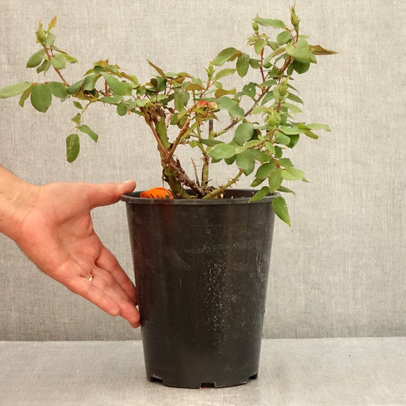 Exemplar von Rosa Knock Out Radrazz - Bodendecker-Rose Topf mit 4L/5L wie im Sommer geliefert