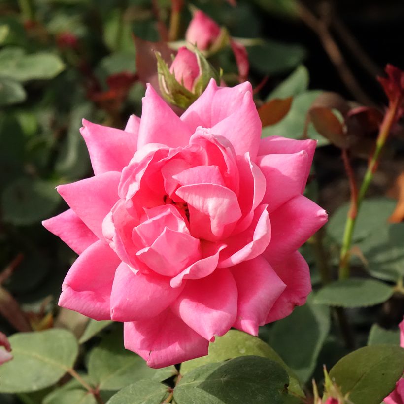 Rosa Pink Double Knock Out - Bodendecker-Rose (Blüte)