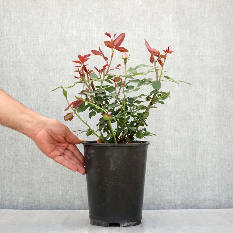 Exemplar von Rosier couvre-sol Pink Double Knock Out Topf mit 4L/5L wie im Sommer geliefert