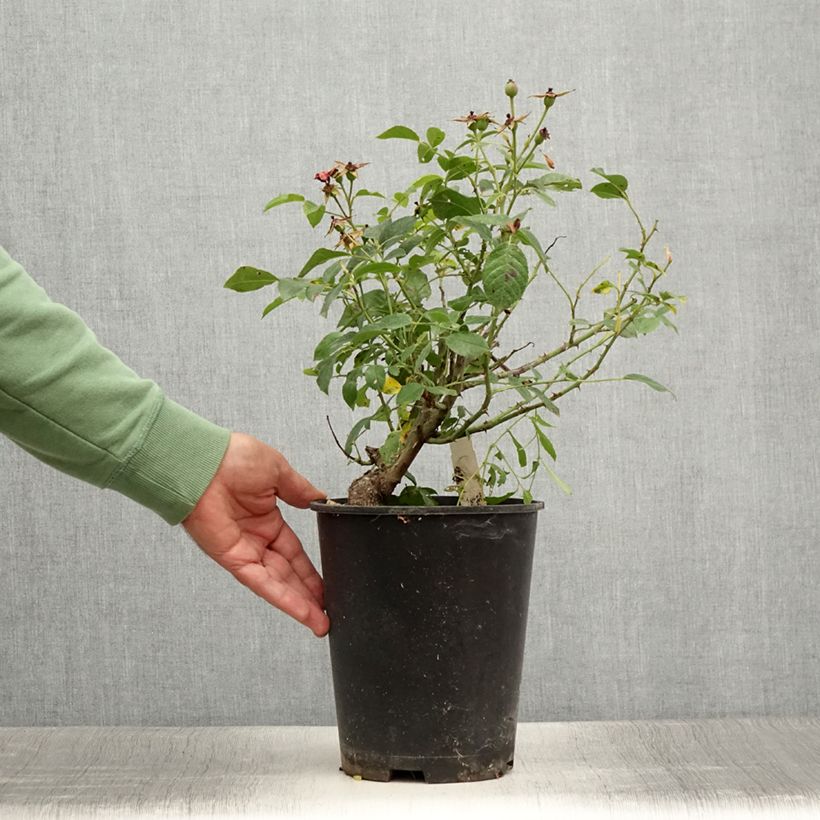 Exemplar von Rosa Pink Flash Trakeeplac - Bodendecker-Rose Topf mit 4L/5L wie im Sommer geliefert