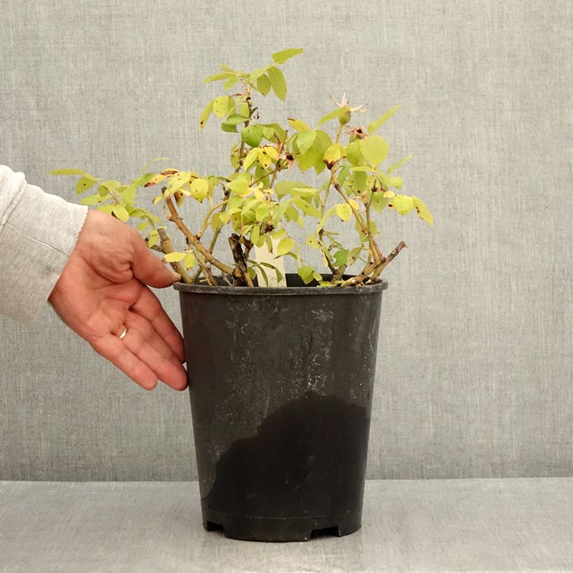 Exemplar von Rosa Pink Knock Out - Bodendecker-Rose Topf mit 3L/4L wie im Sommer geliefert