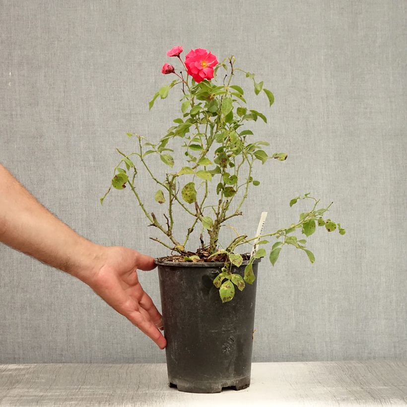 Exemplar von Rosa Rigo Bonaparte - Bodendecker-Rose Topf mit 2L/3L wie im Sommer geliefert