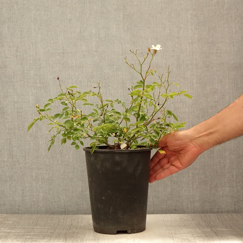 Exemplar von Rosa Snow Star - Bodendecker-Rose Topf mit 4L/5L wie im Sommer geliefert