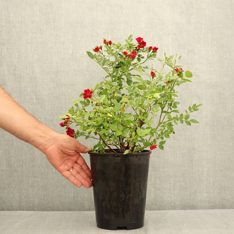 Exemplar von Rosa Tapis Rouge Interop - Bodendecker-Rose Topf mit 2L/3L wie im Sommer geliefert