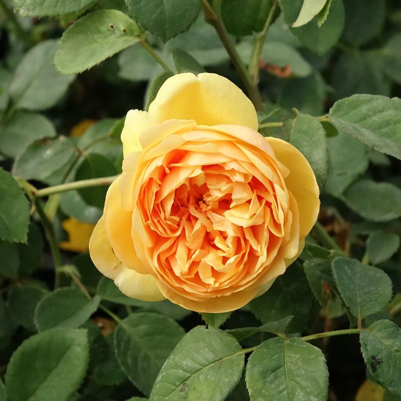 Rosa Bring Me Sunshine - Englische Rose (Blüte)