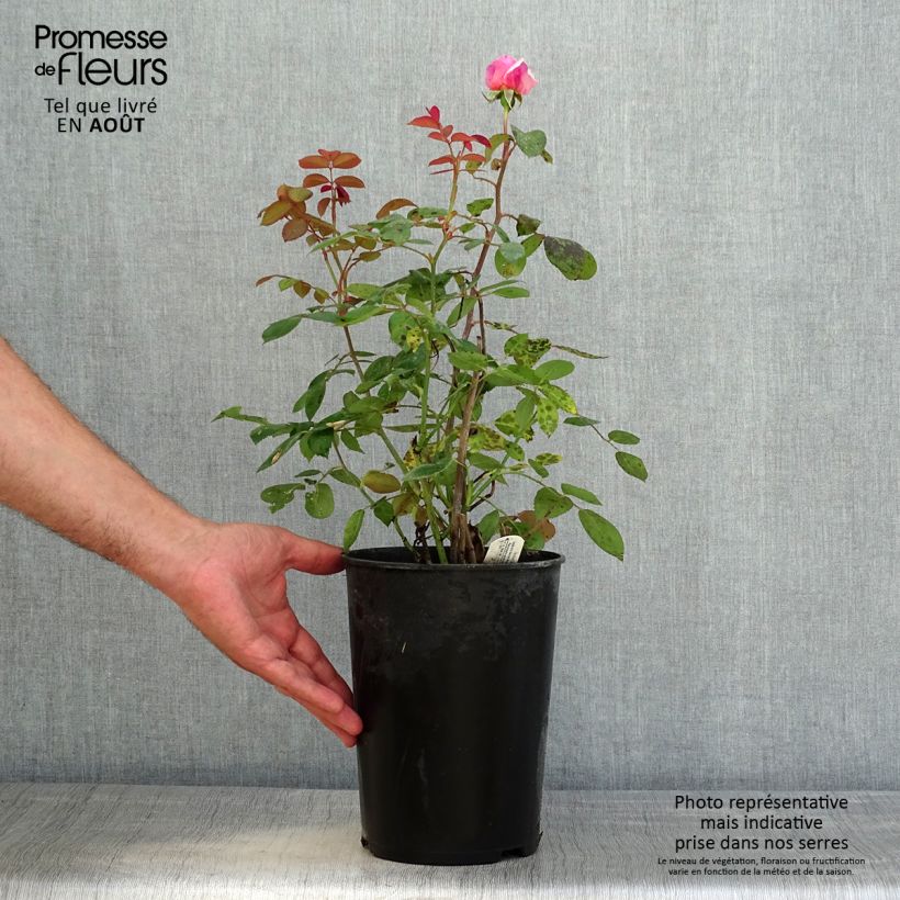 Exemplar von Rosa Brother Cadfael - Englische Rose Topf mit 4L/5L wie im Sommer geliefert