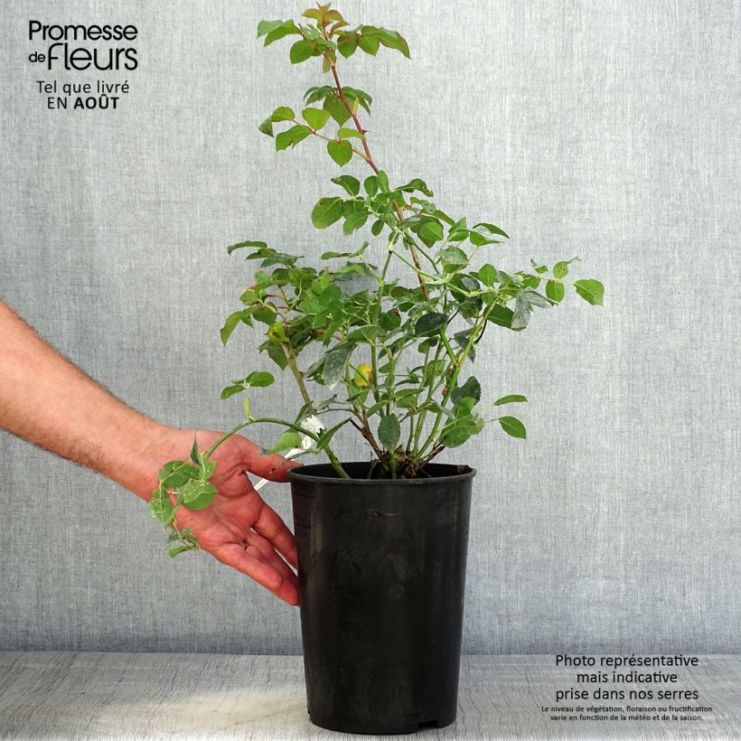 Exemplar von Rosa Dame Judi Dench - Englische Rose Topf mit 4L/5L wie im Sommer geliefert