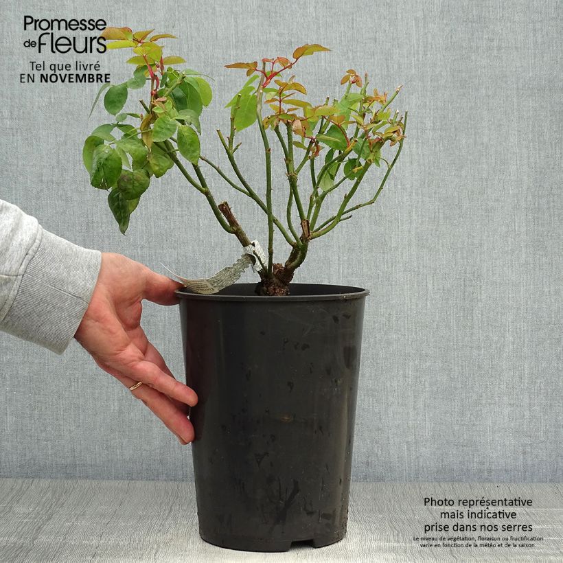 Exemplar von Rosa Eglantyne - Englische Rose Topf mit 4L/5L wie im Herbst geliefert