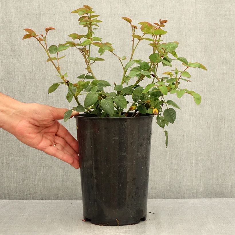 Exemplar von Rosa Gentle Hermione - Englische Rose Topf mit 4L/5L wie im Sommer geliefert