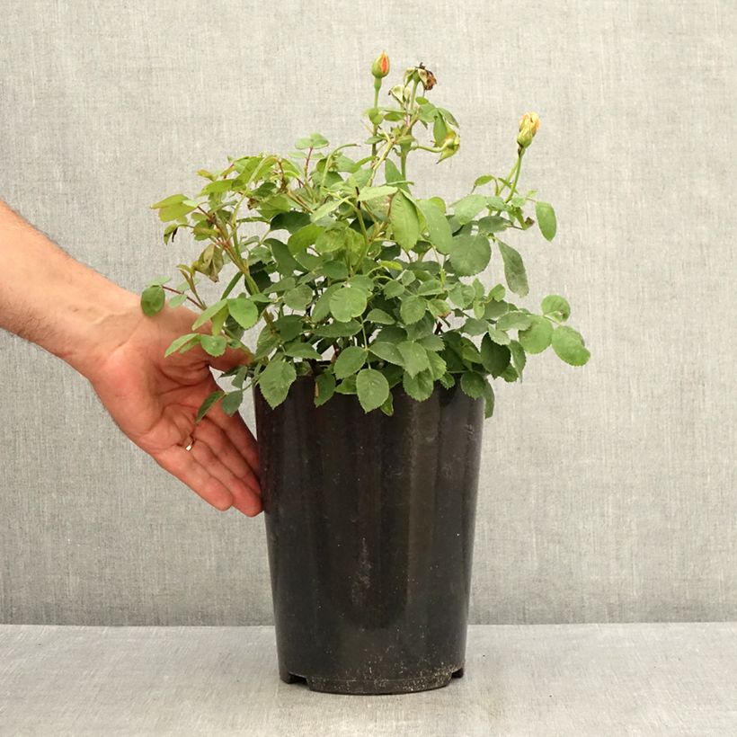 Exemplar von Rosa Grace - Englische Rose Topf mit 4L/5L wie im Sommer geliefert