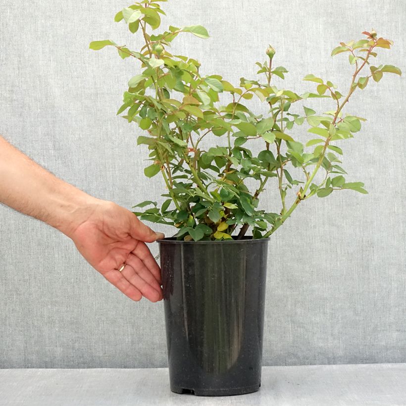 Exemplar von Rosa James Galway - Englische Rose Topf mit 4L/5L wie im Sommer geliefert