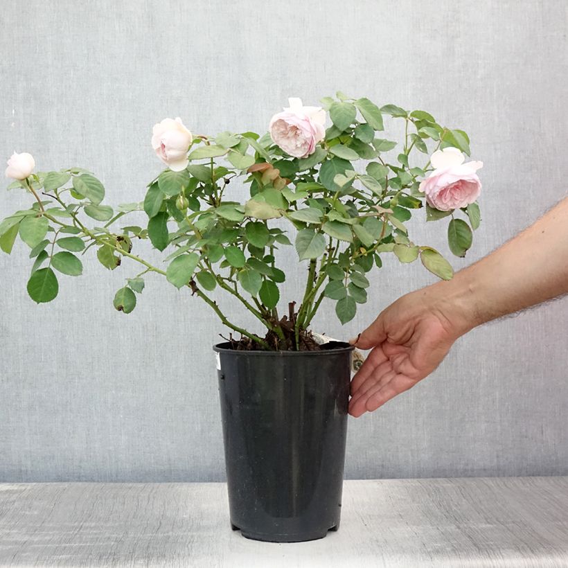 Exemplar von Rosa Olivia Rose Austin - Englische Rose Topf mit 4L/5L wie im Sommer geliefert