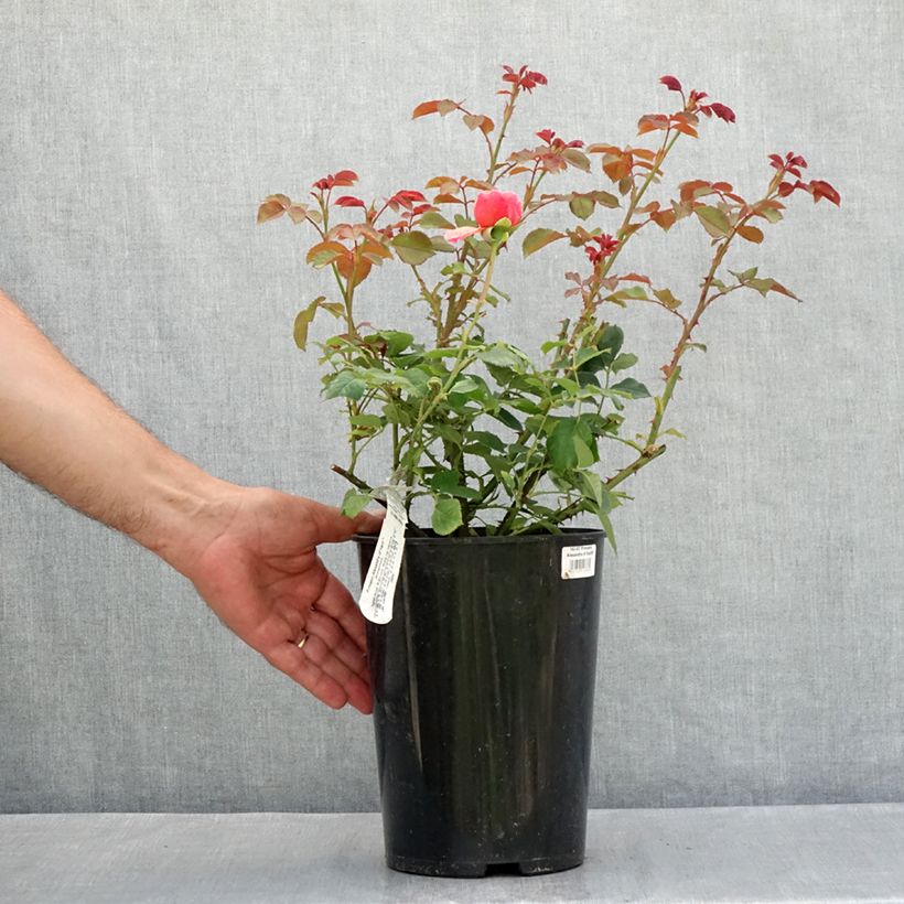 Exemplar von Rosa Princess Alexandra of Kent - Englische Rose Topf mit 4L/5L wie im Sommer geliefert