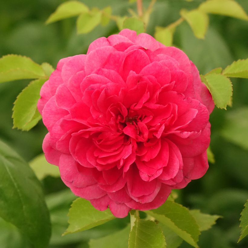Rosa Sir John Betjeman - Englische Rose (Blüte)