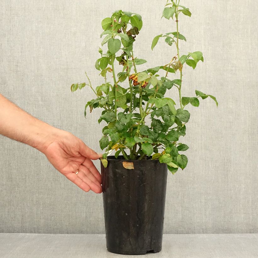 Exemplar von Rosa Strawberry Hill - Englische Rose Topf mit 4L/5L wie im Sommer geliefert