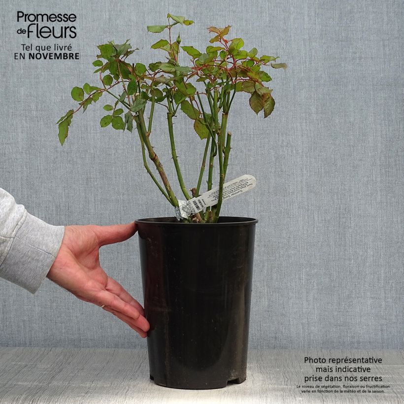 Exemplar von Rosa Summer Song - Englische Rose Topf mit 4L/5L wie im Herbst geliefert