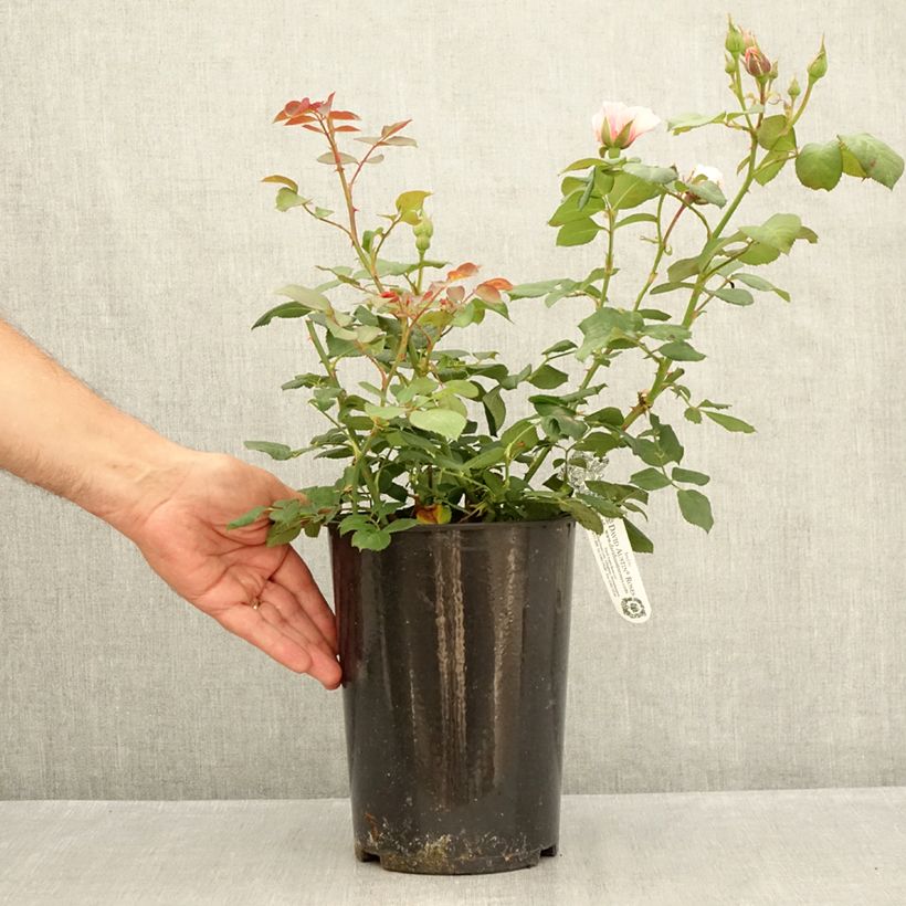 Exemplar von Rosa The Ancient Mariner - Englische Rose Topf mit 4L/5L wie im Sommer geliefert