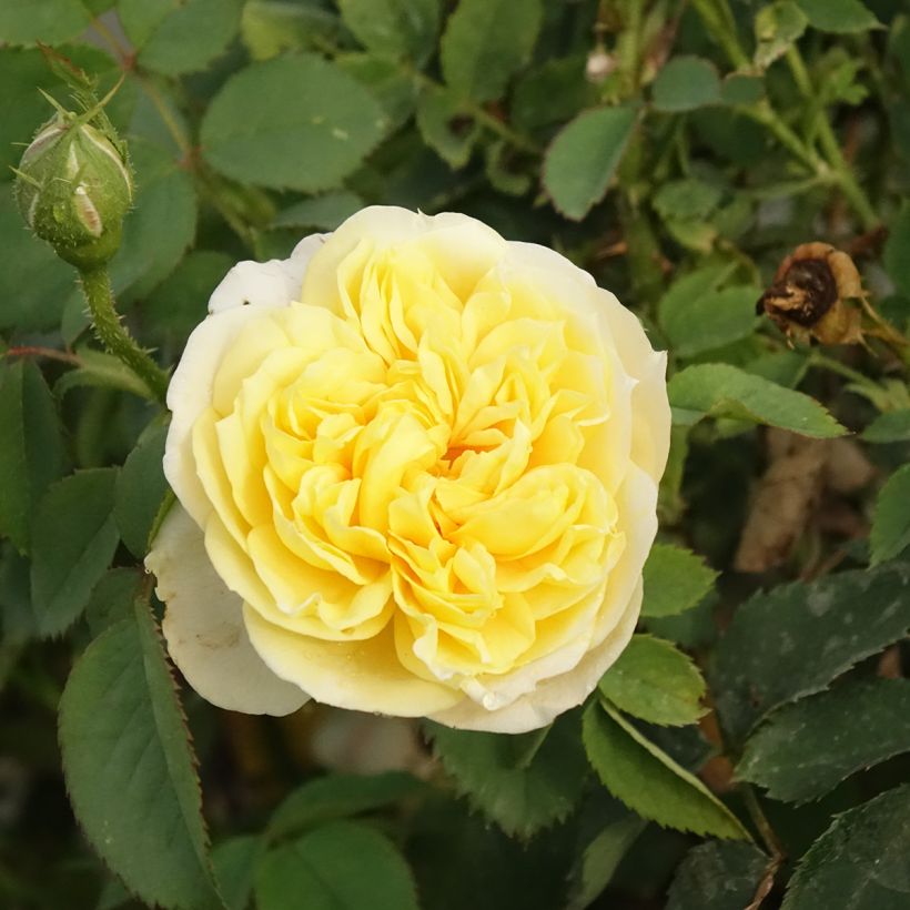 Rosa The Country Parson - Englische Rose (Blüte)