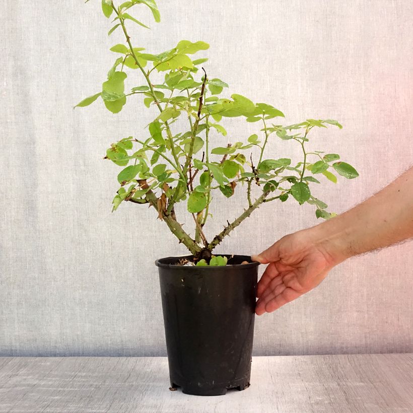 Exemplar von Rosa The Lady Gardener - Englische Rose Topf mit 4L/5L wie im Sommer geliefert