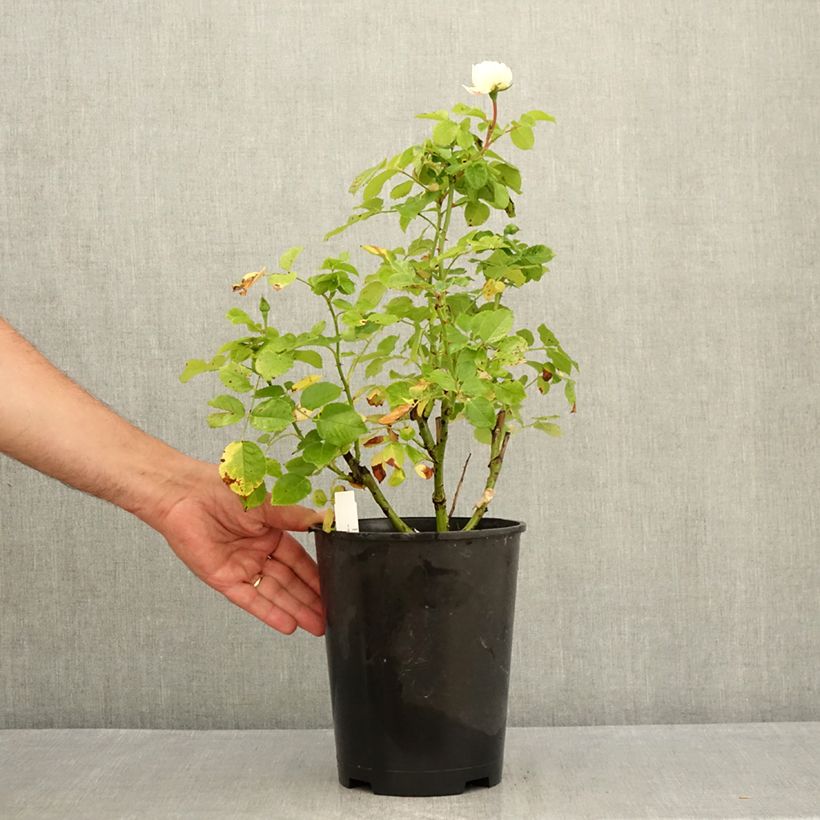 Exemplar von Rosa Tranquillity - Moschus-Rose Topf mit 4L/5L wie im Sommer geliefert